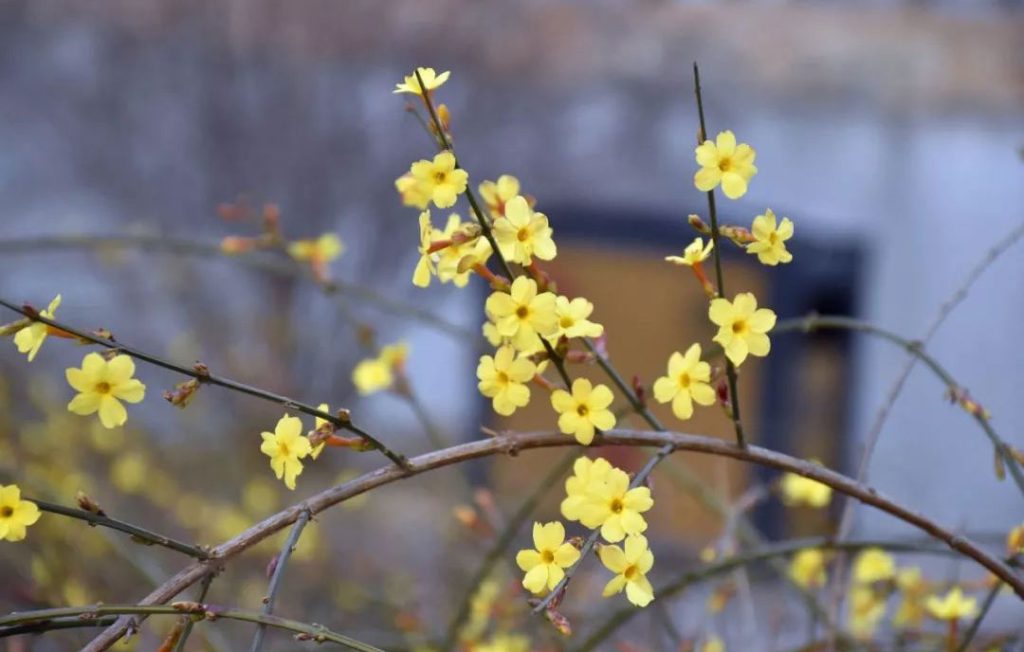 Appreciating Flowers