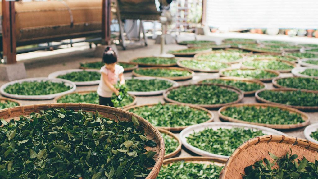 Black tea production process